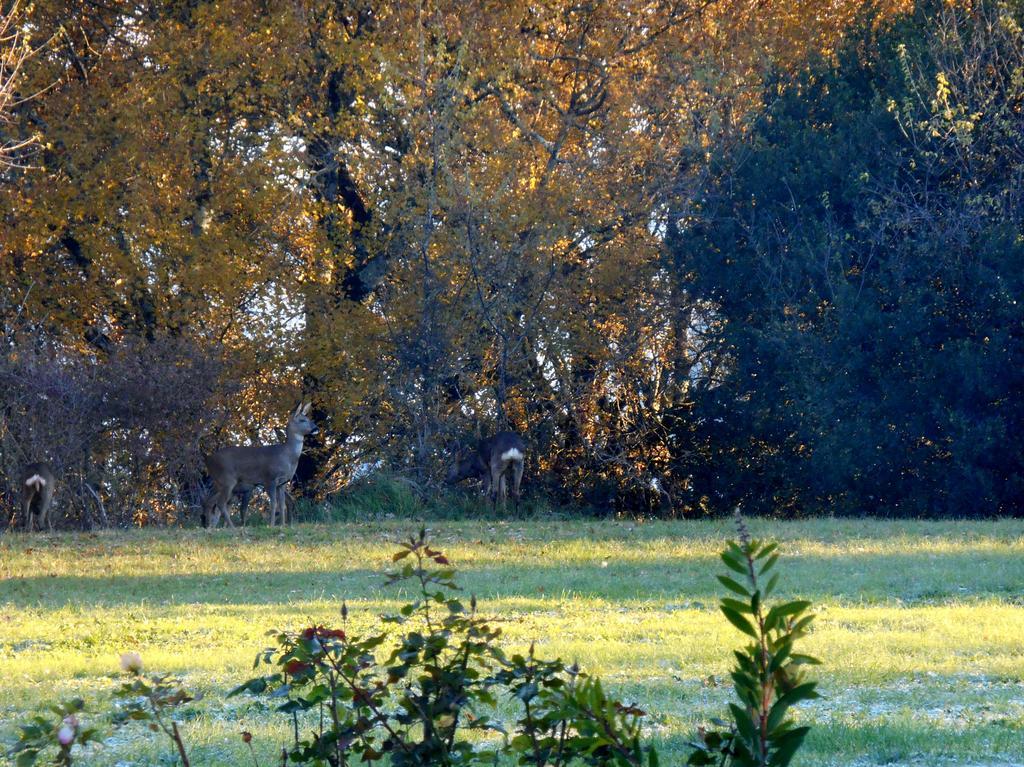 Bed and Breakfast Le Colombier à Villeneuve-sur-Lot Extérieur photo